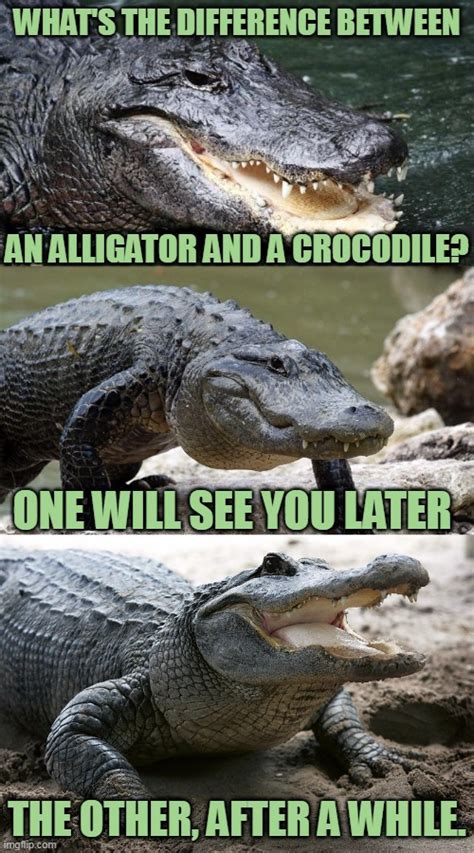 alligator memes|alligator meme template.